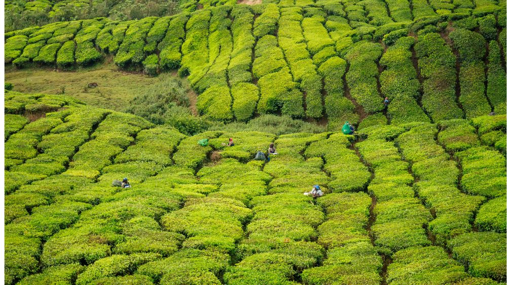 Tea estate aerial view